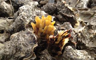 huîtres creuses sur un banc naturel en baie de Bourgneuf