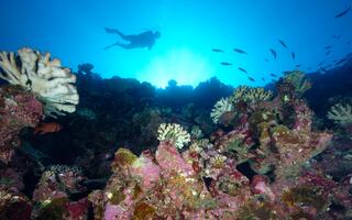 Plongée sur la biodiversité d'un récif corallien (Vairao, Tahiti).
