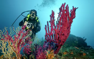 Plongée d'évaluation de la mortalité des peuplements de gorgones pourpres (Paramuricea clavata)
