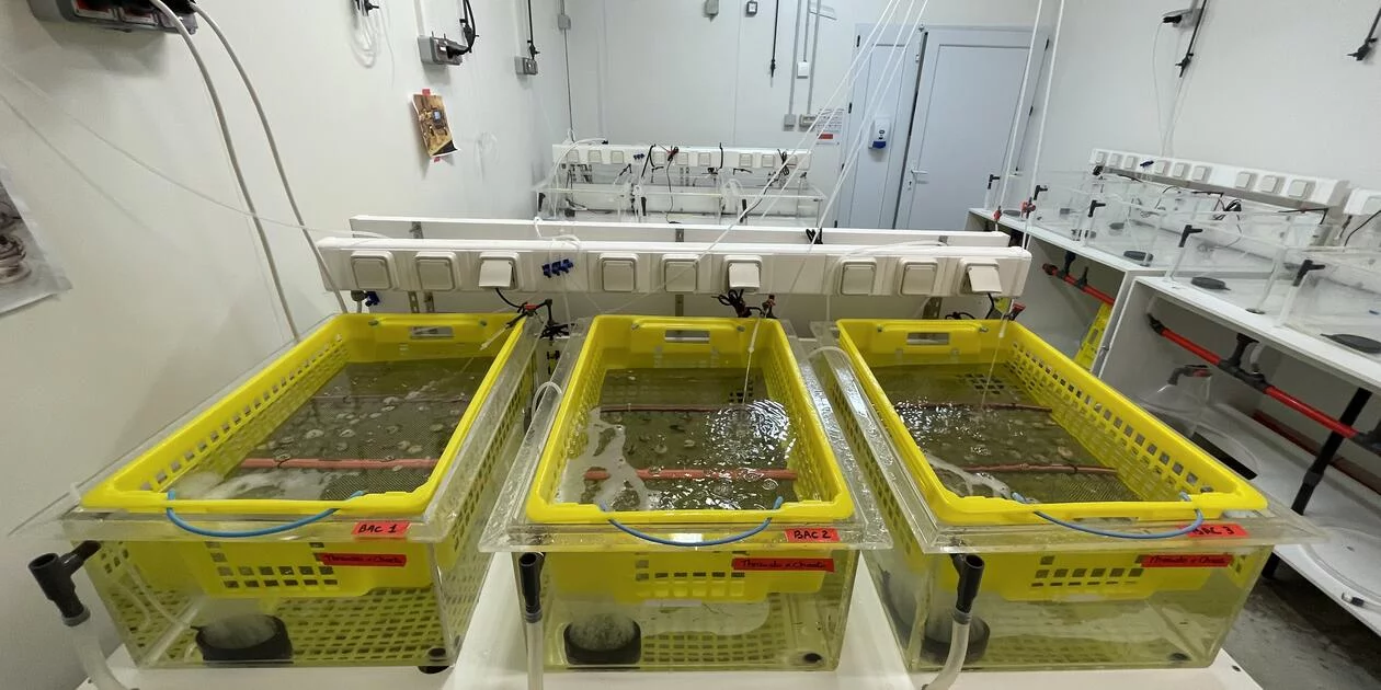 <p>Bacs de 50L utilisés pour une expérimentation sur l'huître creuse Crassostrea gigas, au sein d'une salle expérimentale de l'outil d'Argenton.</p>