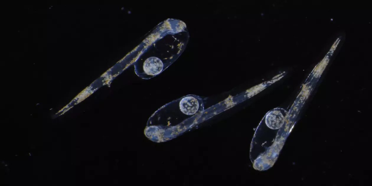 <p>Larves de bar européen (Dicentrarchus labrax) après éclosion.</p>