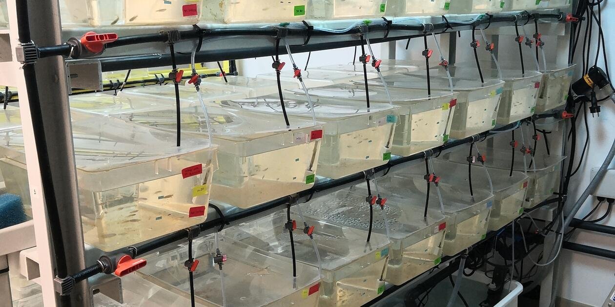 <p>Installations d'élevage de D. rerio - salle expérimentale du labo écotoxicologie.</p>