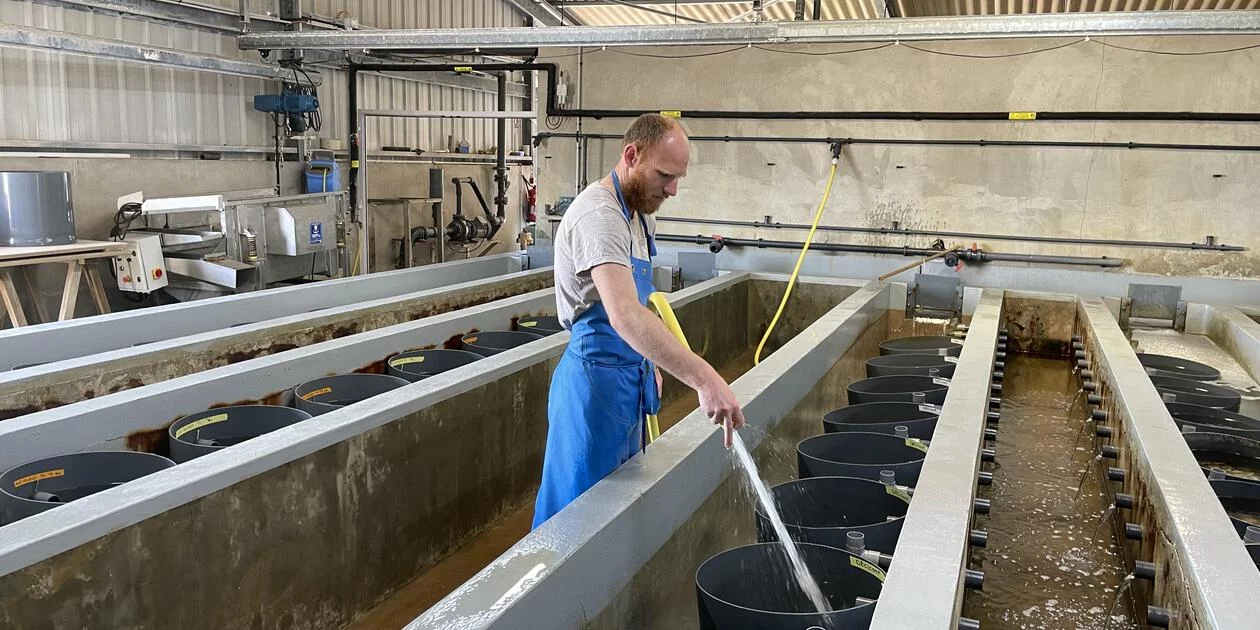 <p>Zone de pré-grossissement nurserie. Killian Guyomard technicien aquacole au cours du nettoyage des tamis.</p>