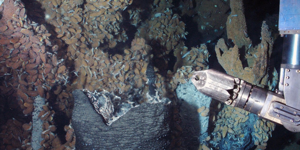 <p>Bras télémanipulateur de l'engin sous-marin <em>Nautile </em>approchant une colonie de modioles. Photo prise au cours de la campagne océanographique Bicose 2014.</p>