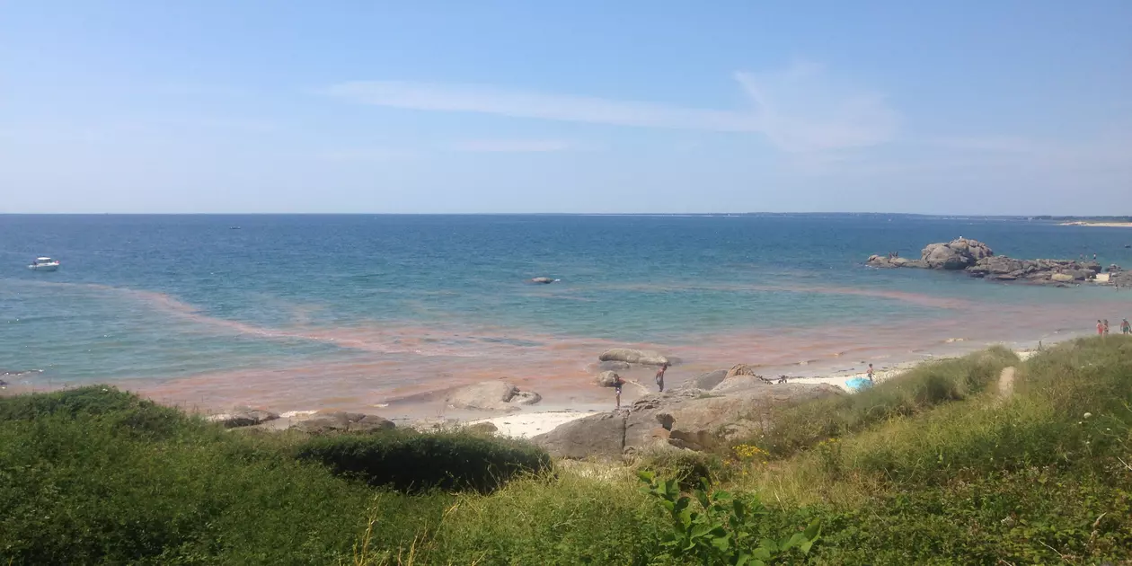 <p>L'eau colorée rouge orangée à Noctiluques sur une plage de Trévignon (Finistère sud) est due à la présence de Noctiluca scintillans. Noctiluca n'est pas toxique et présente la particularité d'être bioluminescent, donc visible la nuit dans le sillage des bateaux ou les vagues de rivage.</p>