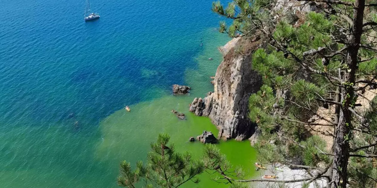 <p>L'eau colorée verte sur les côtes de Postolonnec, sur la presqu'île de Crozon, est due à prolifération d'une microalgue quand les conditions lui sont favorables. Elle profite ici de la chaleur de l'été 2022. Le programme de sciences participatives Phenomer permet aux citoyens de signaler ces proliférations aux chercheurs de l'Ifremer afin qu'elles soient mieux comprises.</p>