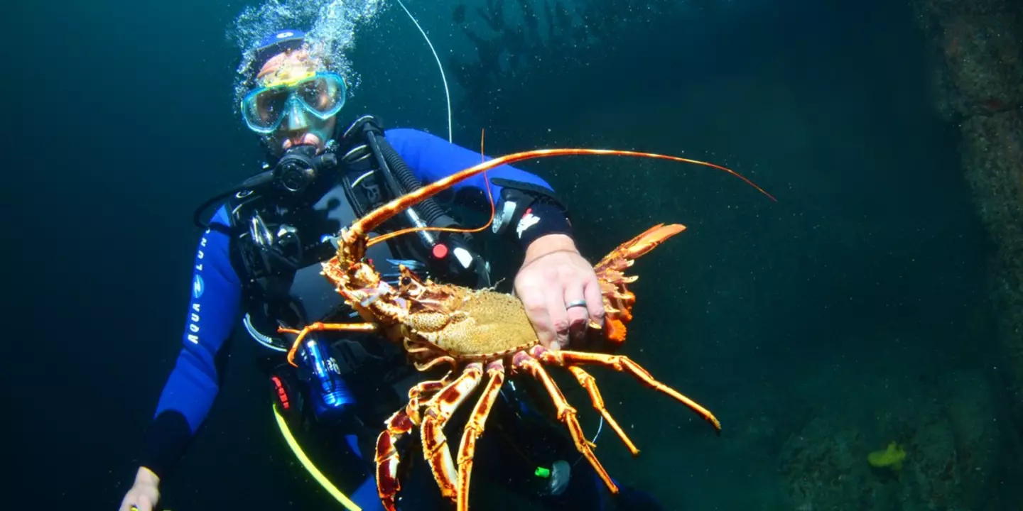 Plongeur du projet Fish Intel tenant une langouste rouge