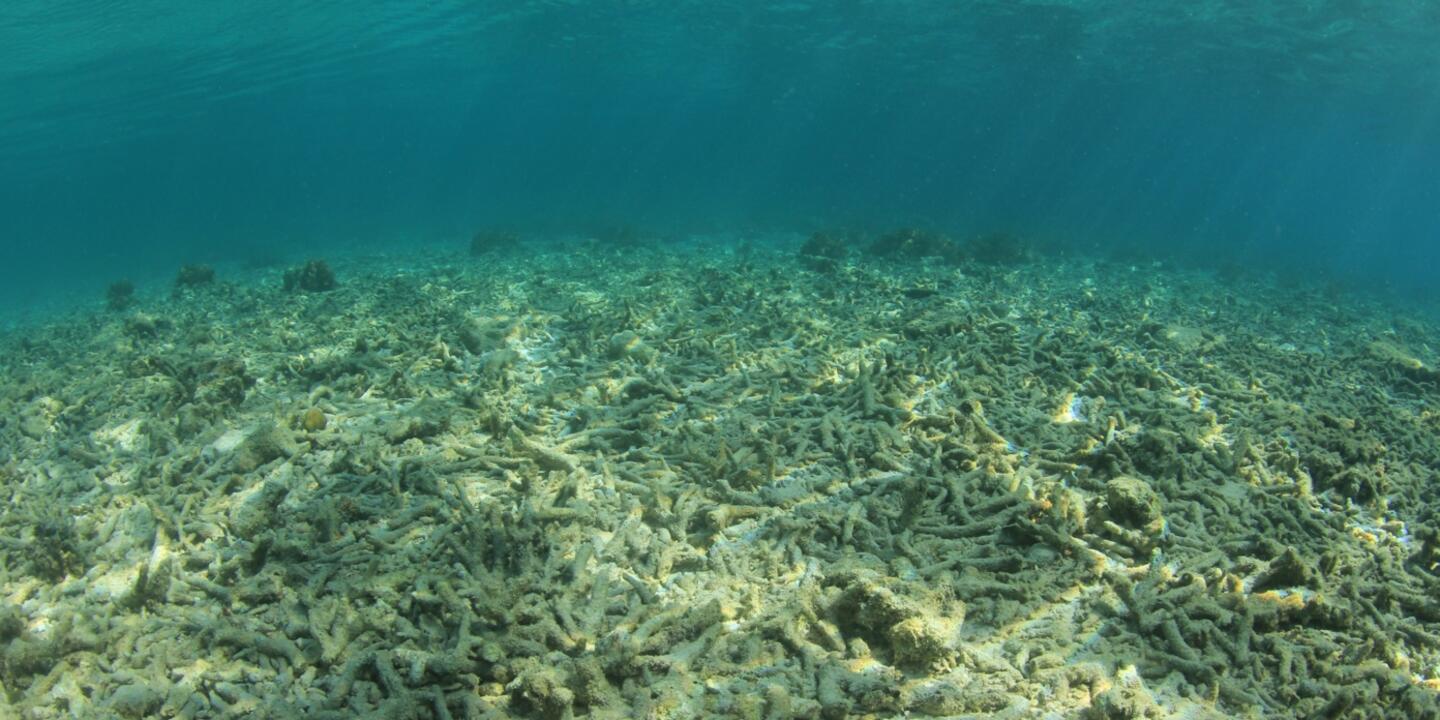 Blanchiment de corail sous l'eau