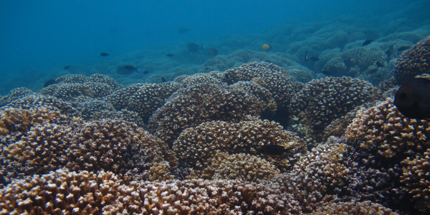 L’un des projets retenus concerne l’adaptation des coraux du Pacifique face au changement climatique