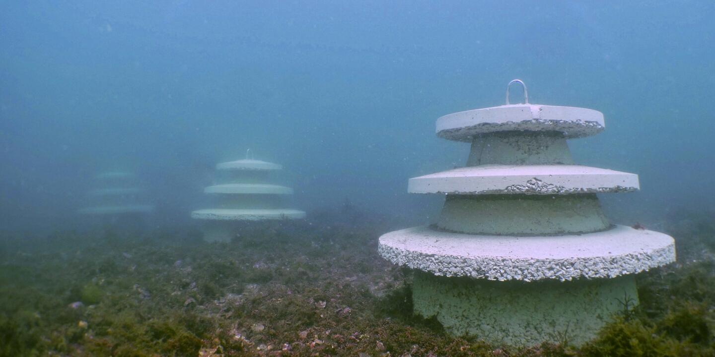 Déploiement de récifs en béton coquillier favorable à l’huitre plate
