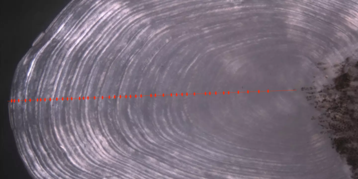 Comme pour les cernes des arbres, chaque année passée laisse une strie visible au microscope sur les écailles