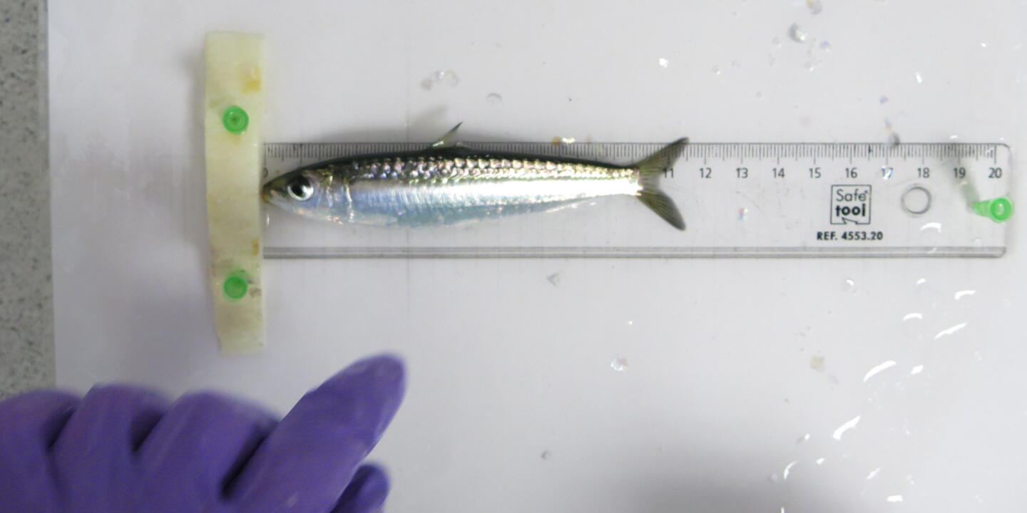 En Méditerranée, la taille des sardines est passée de 15 cm à 11 cm en moyenne en dix ans