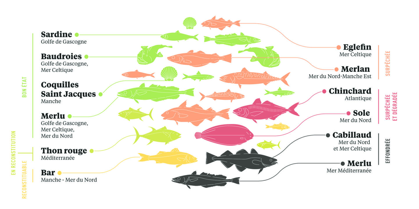 Exemples de populations de poissons classées selon leur état en 2020
