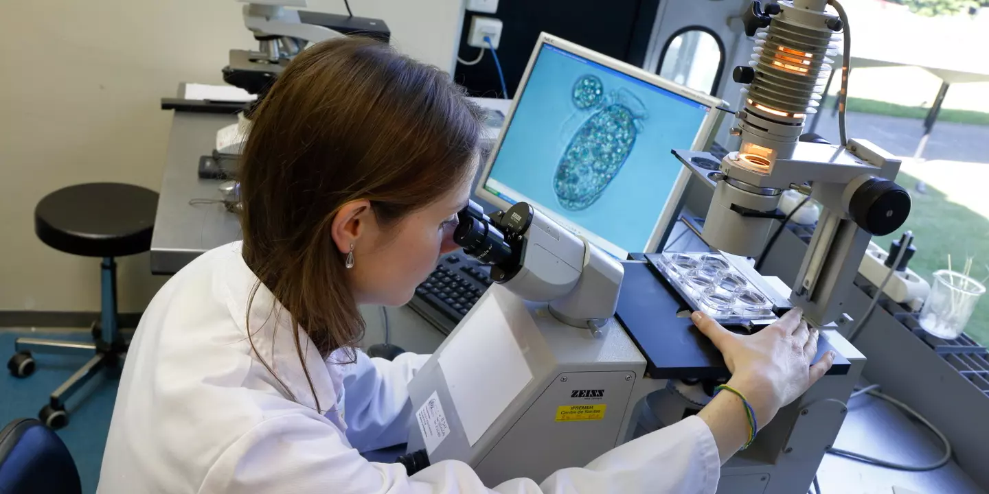 L’équipe du laboratoire Phycotoxine du centre Ifremer de Nantes est l’un des 10 laboratoires au monde capable de cultiver Dinophysis. L’équipe cherche à pour comprendre les interactions entre Dinophysis (à droite sur l’écran) et l’une de ses proies (en haut à gauche de l’écran).