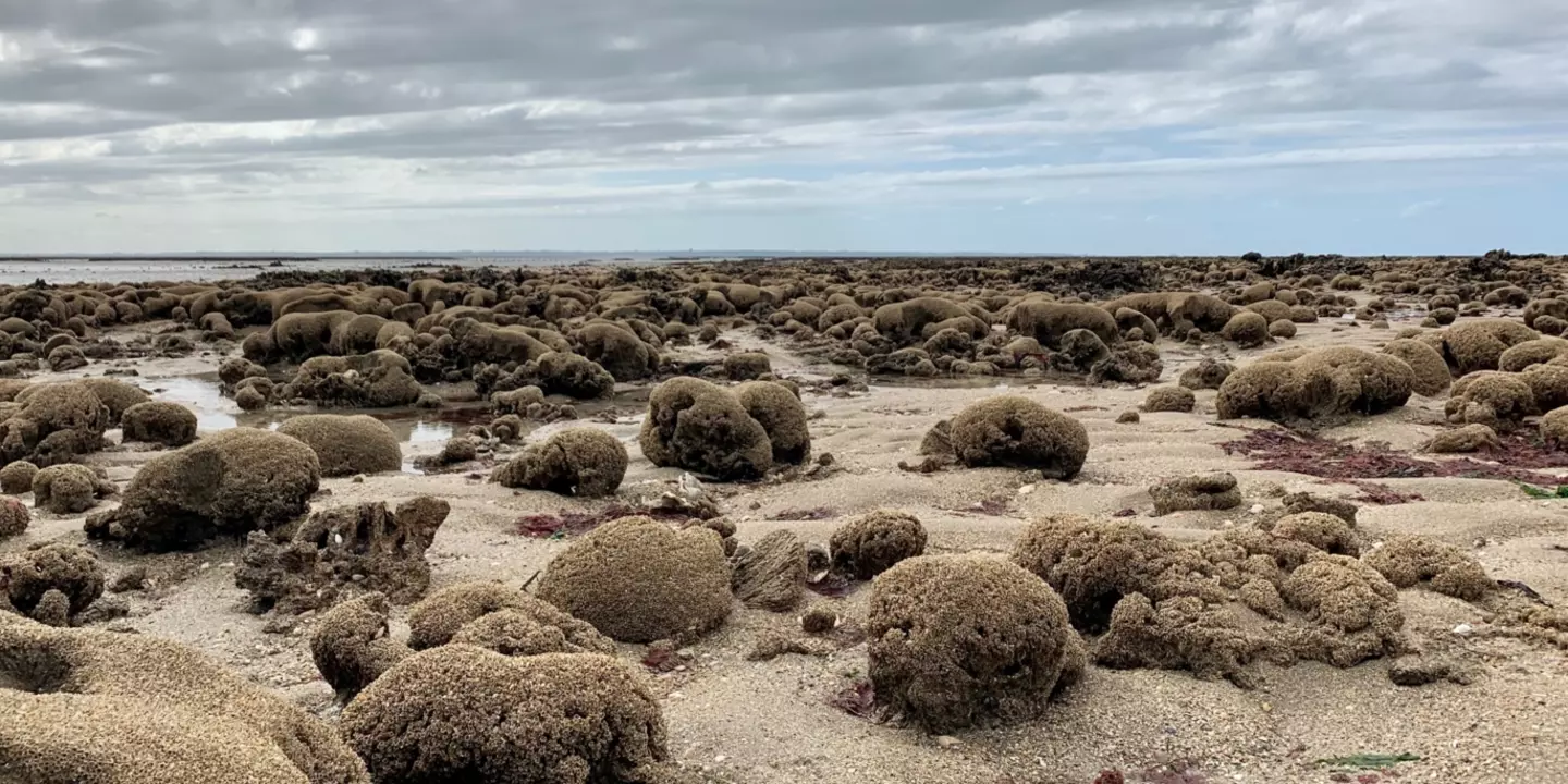 L'hermelle est une espèce architecte, qui construit ses récifs à partir de simples grains de sable