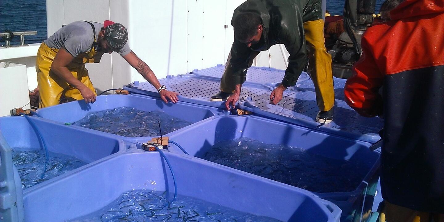 Plusieurs centaines de sardines ont été prélevées en mer avec l'aide des pêcheurs professionnels