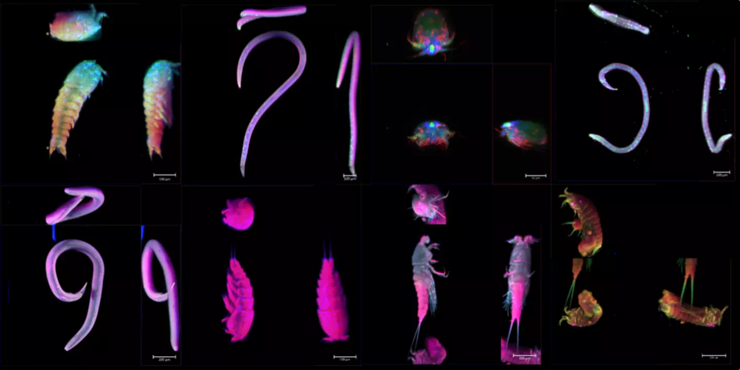 Un petit échantillon de méiofaune mis en évidence par la fluorescence