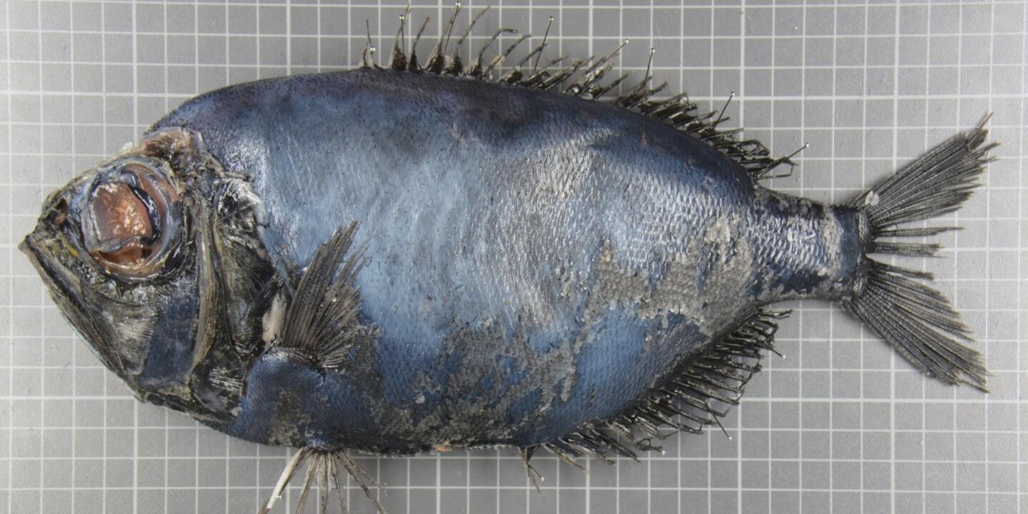 Un poisson exotique, la Dirette de parin, a été signalé en mer de Norvège à la limite du cercle polaire. Une observation à relier au dérèglement climatique.