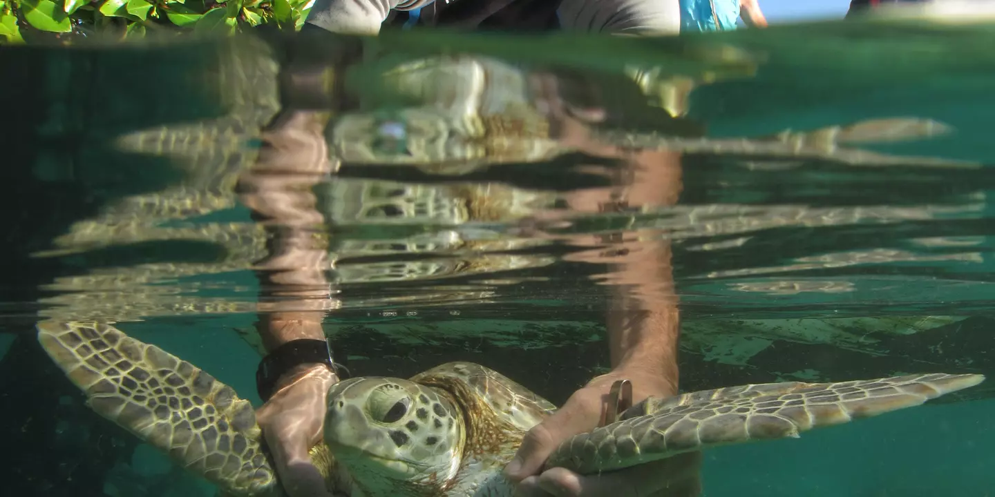 Personne qui relâche une tortue. Vue au ras de l'eau, personne au dessus et la tortue dans l'eau.