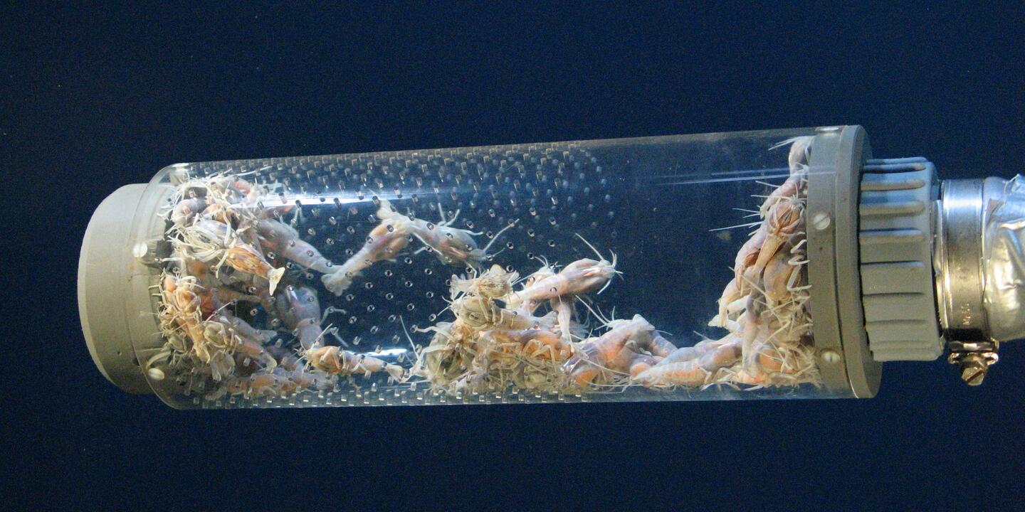 Crevettes prélevée à l'aide d'une périscopette (tube en verre).