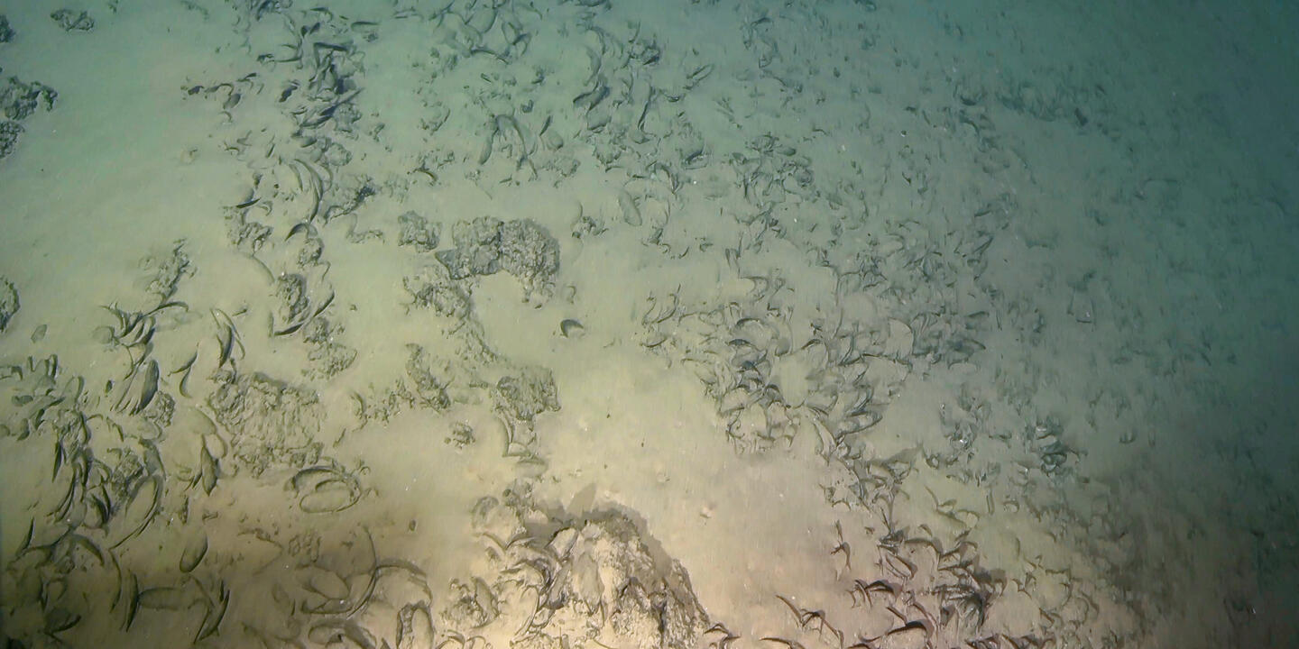 Coquilles de bivalves (Abyssogena cf. southwardae) morts sur le site hydrothermal de « Pompei »