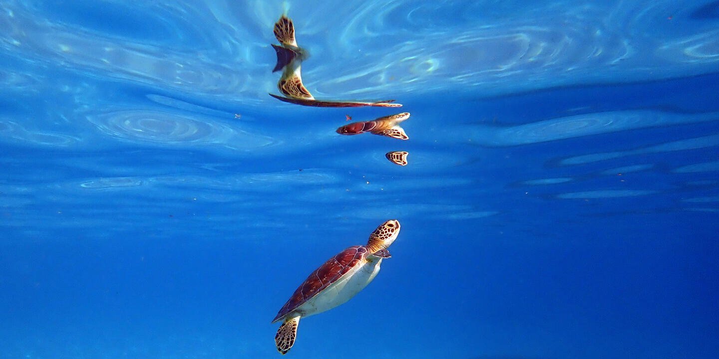 Tortue dans une mer transparente avec son reflet le long de l'eau. Prise de vue dans l'eau.