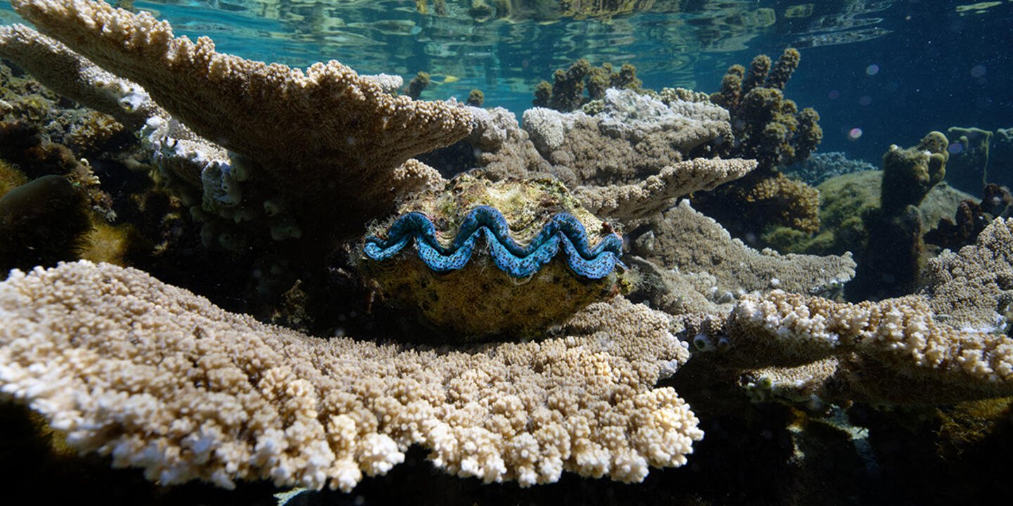 Le bénitier commun (Tridacna Maxima), ou grand bénitier, est une espèce courante des récifs coralliens du Pacifique