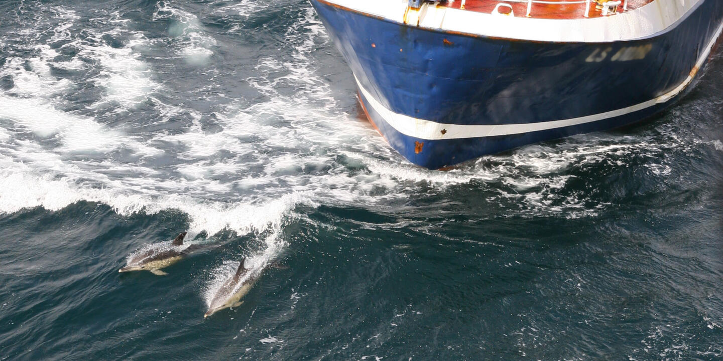 Le projet de recherche Delmoges vise à mieux comprendre les interactions entre dauphins et activités de pêche
