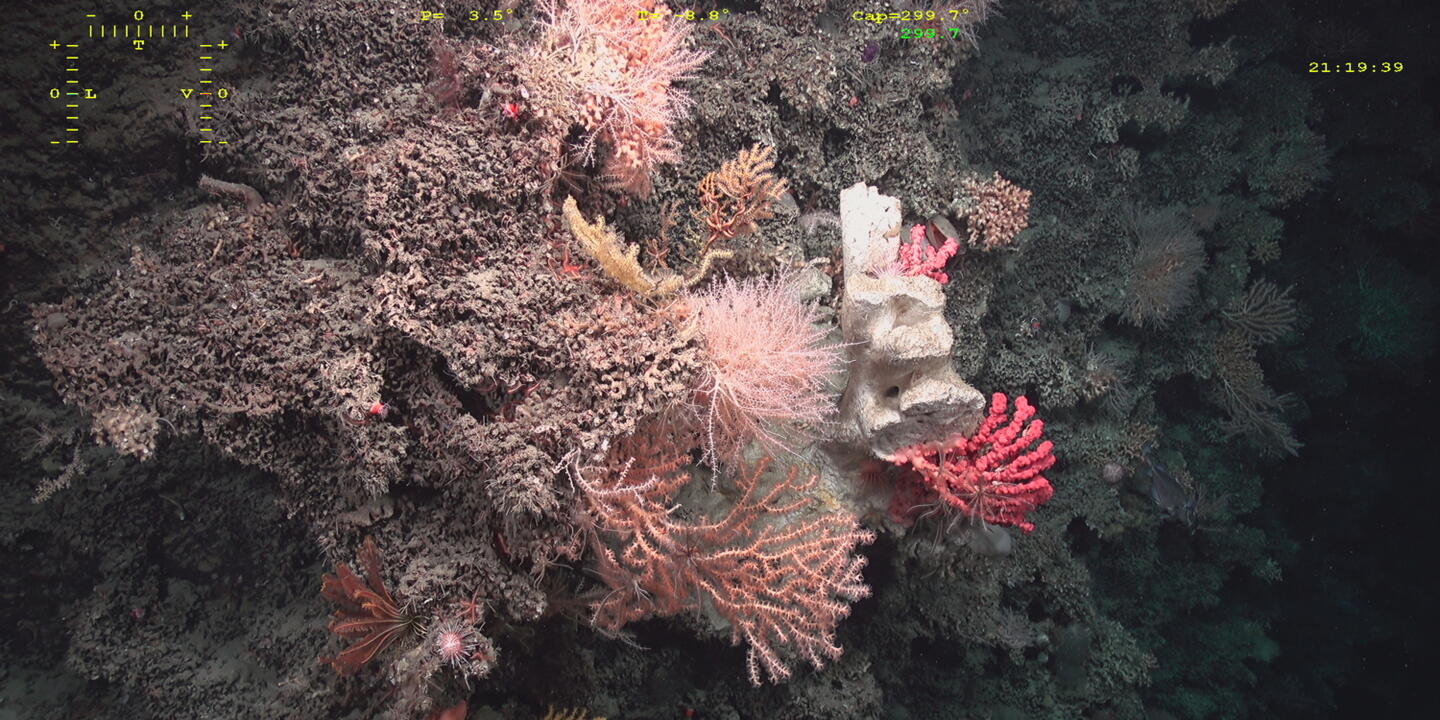 Récif corallien profond dans le golfe de Gascogne