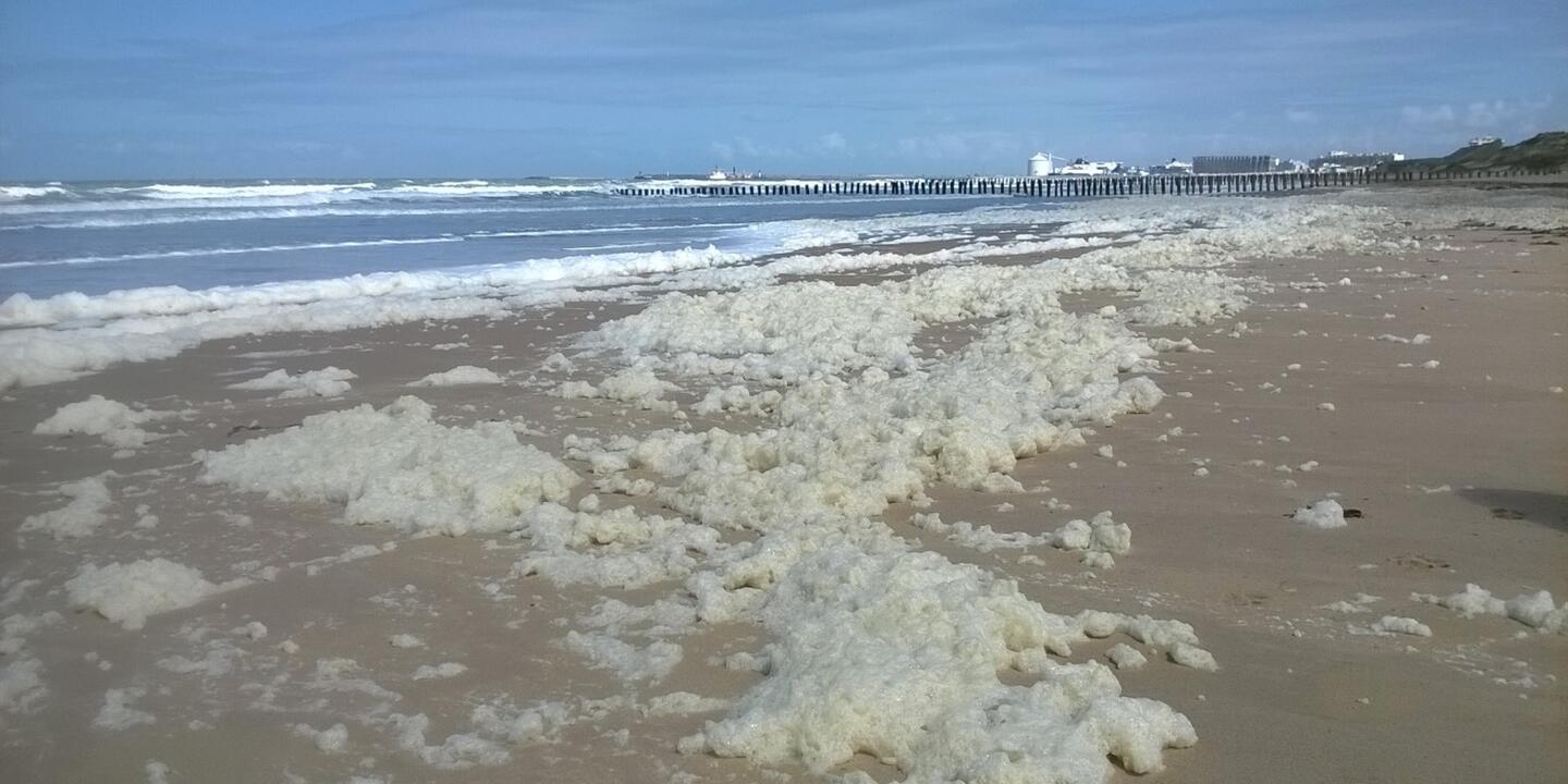 Accumulations de mousses de Phaeocystis globosa sur les plages des Hauts de France observées en mai 2019