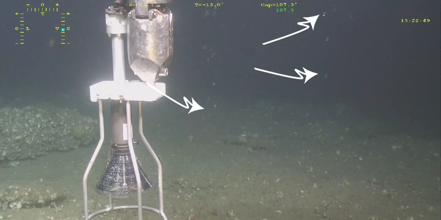 Les bulles de gaz observées ici par le robot sous-marin Victor 6000 ont été échantillonnées et analysées indiquant qu’il s’agissait de méthane microbien