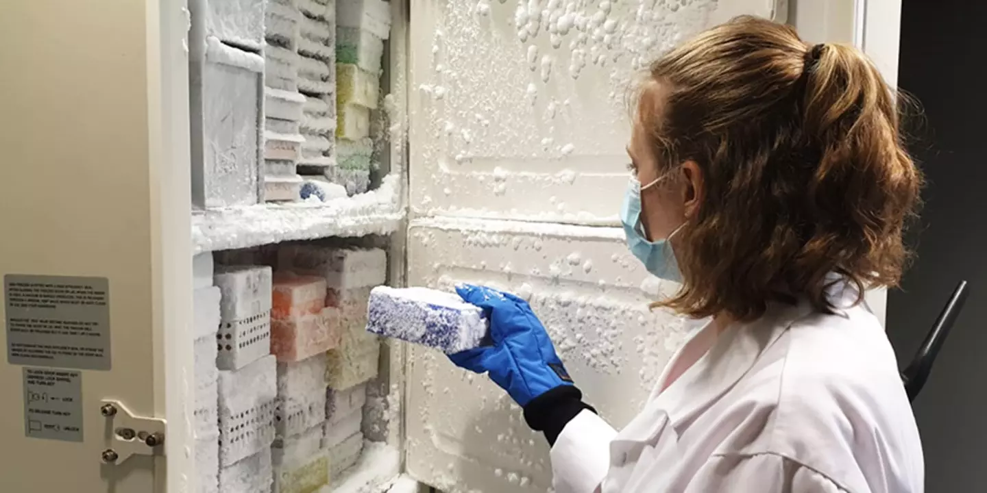 Une fois prélevés sur les différents sites de collecte, les échantillons d’eau de mer, de coquillages et d’eaux usées sont congelés avant d’être acheminés puis analysés au Centre Ifremer Atlantique à Nantes