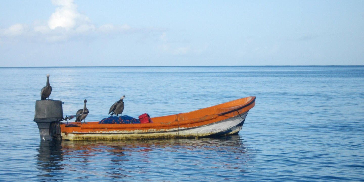 Oiseaux marins aux commandes d'une barque de pêche artisanale