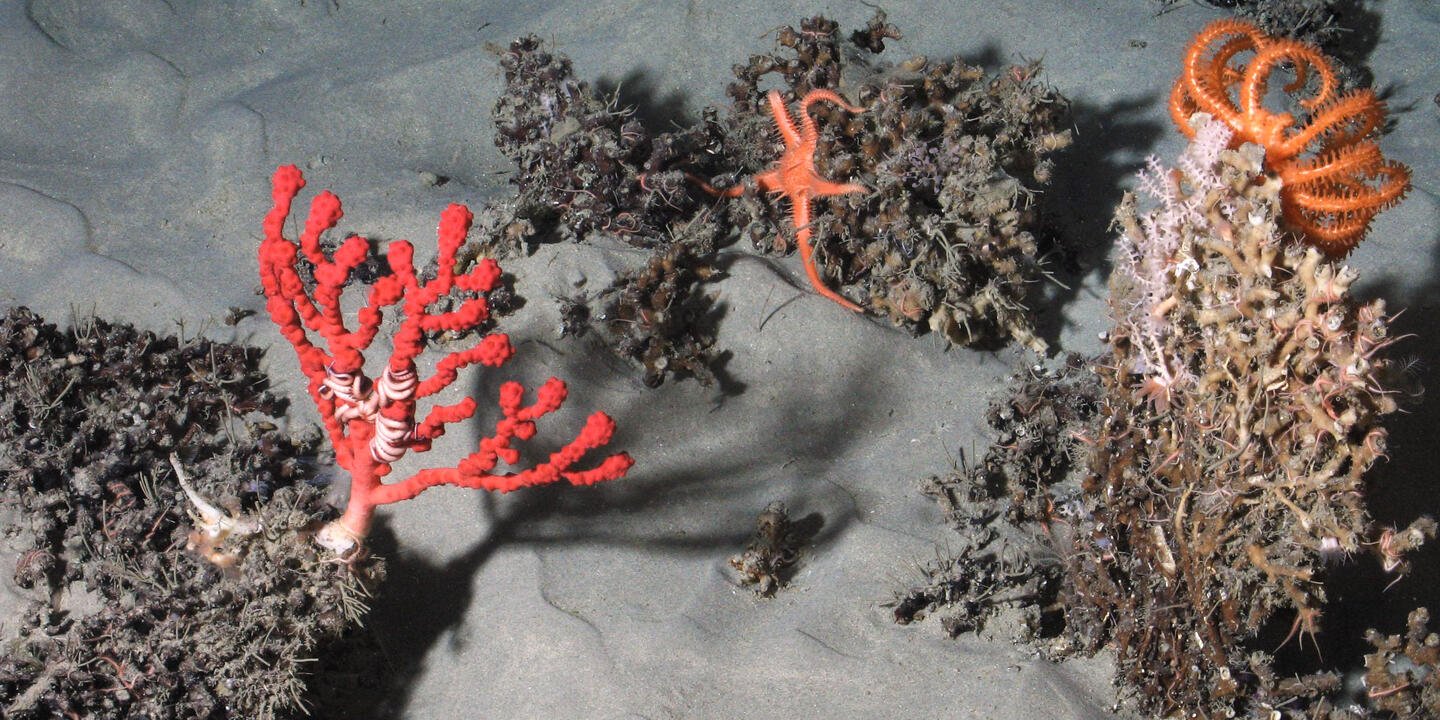 Coraux d'eau froide (Solenosmilia variabilis) dans le golfe de Gascogne
