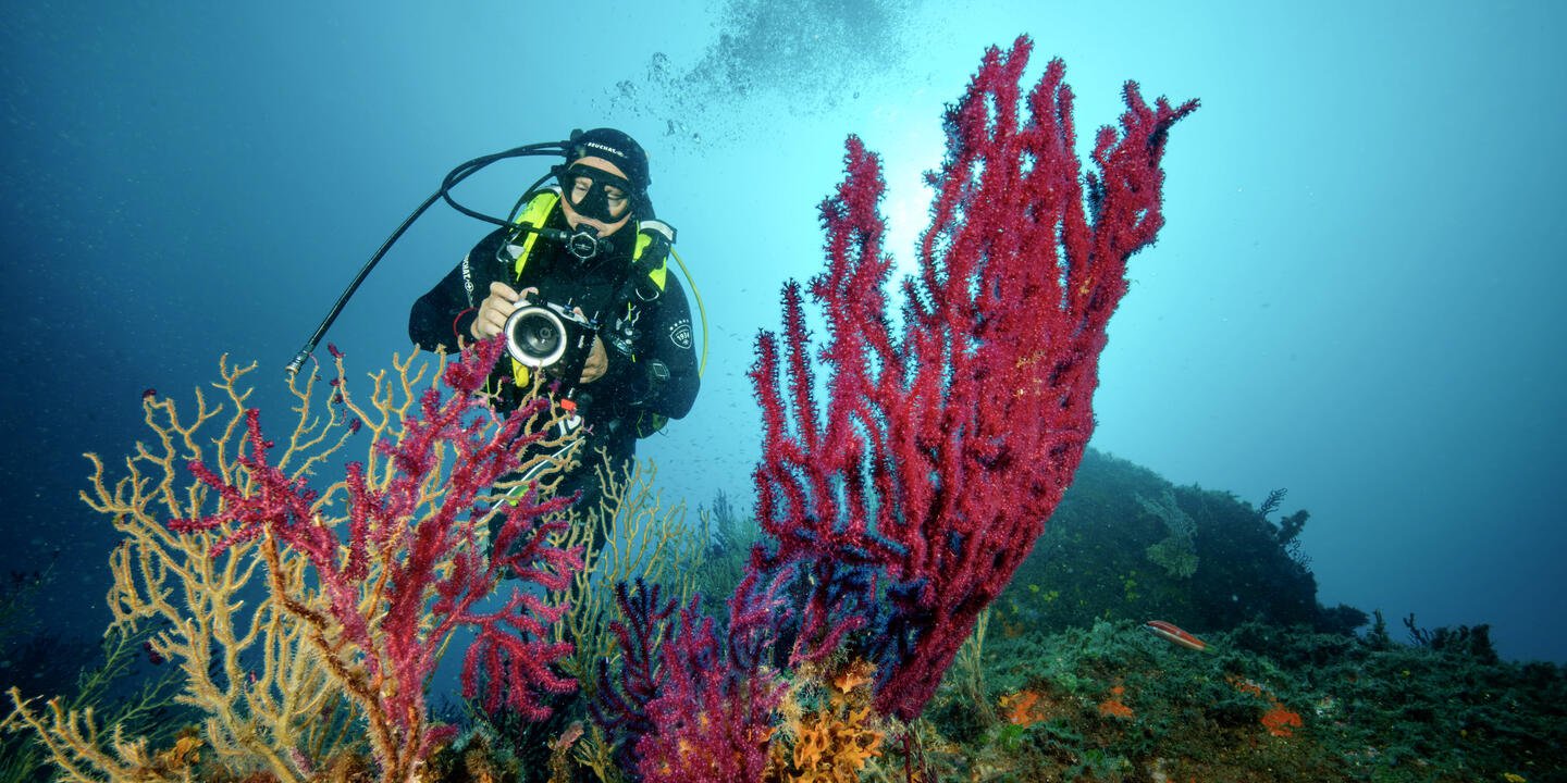 Plongeur avec un appareil photo face à une gorgone pourpres (Paramuricea clavata)