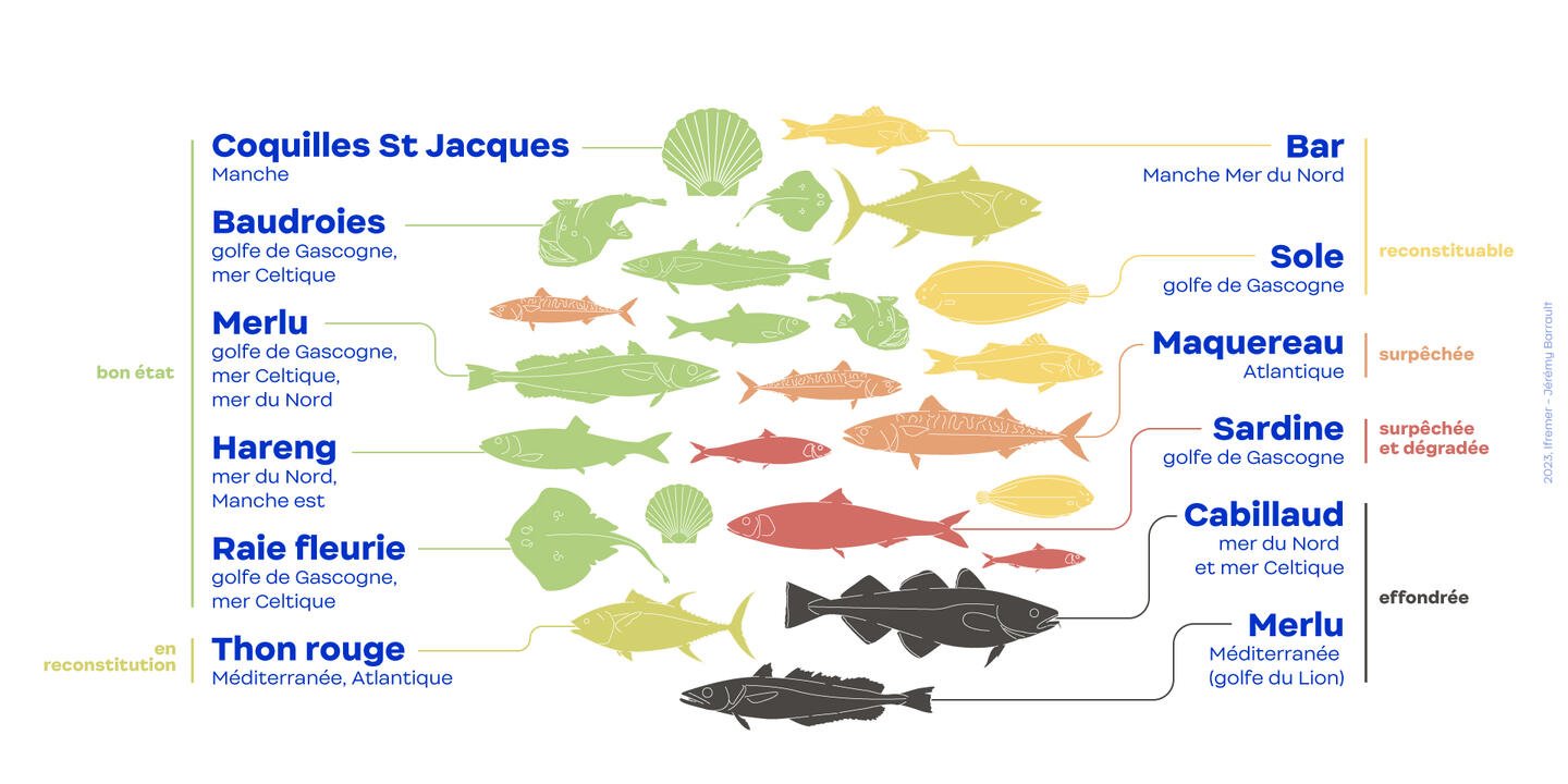 Infographie représentant quelques exemples de populations de poissons classées selon leur état lors de l'évaluation 2022.