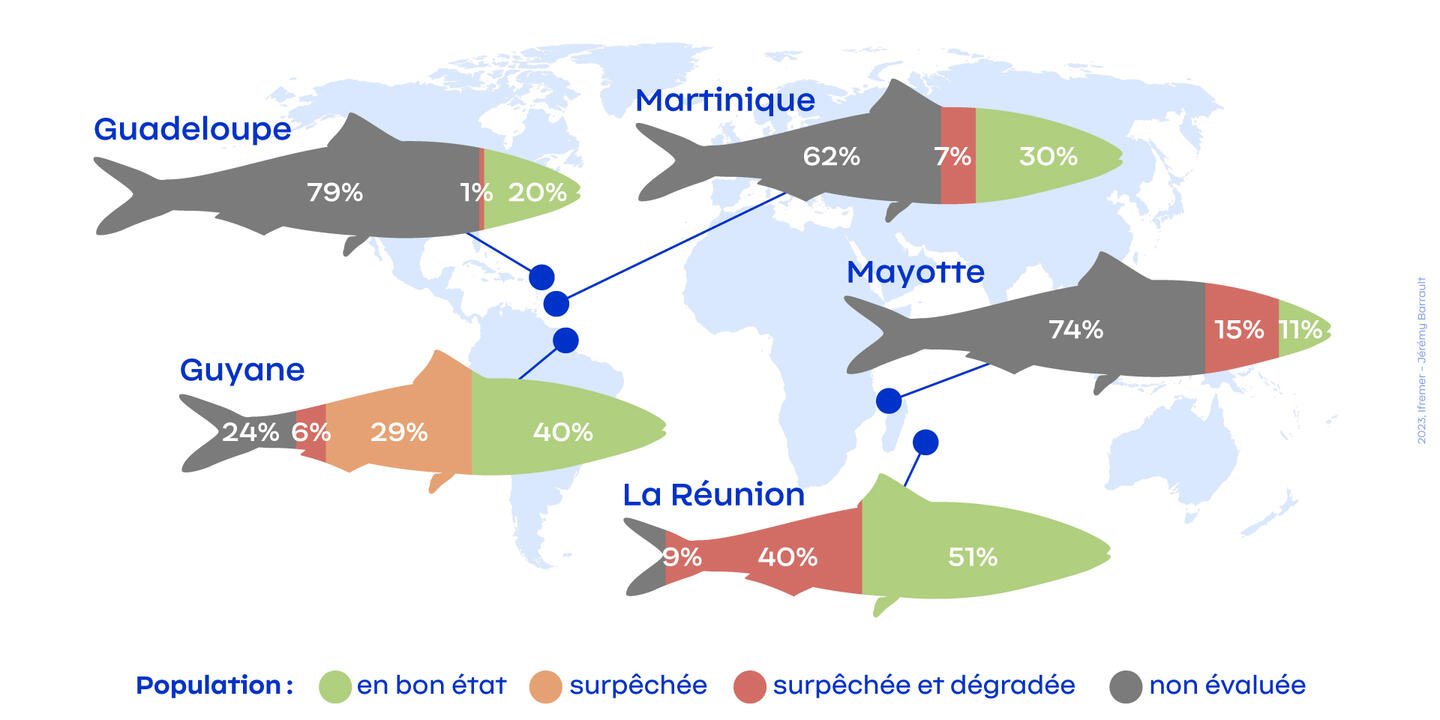 Infographie représentant l'état des populations de poissons exploitées dans les 5 départements d’Outre-mer en 2021 (part des débarquements en volume)