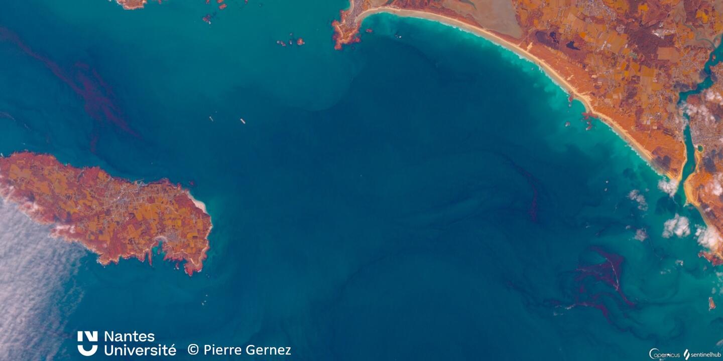 Image satellite du 20 février 2023 attestant de la présence d’eaux rouges typiques d'un bloom de la microalgue Mesodinium rubrum, autour de l’Ile de Groix (Morbihan)