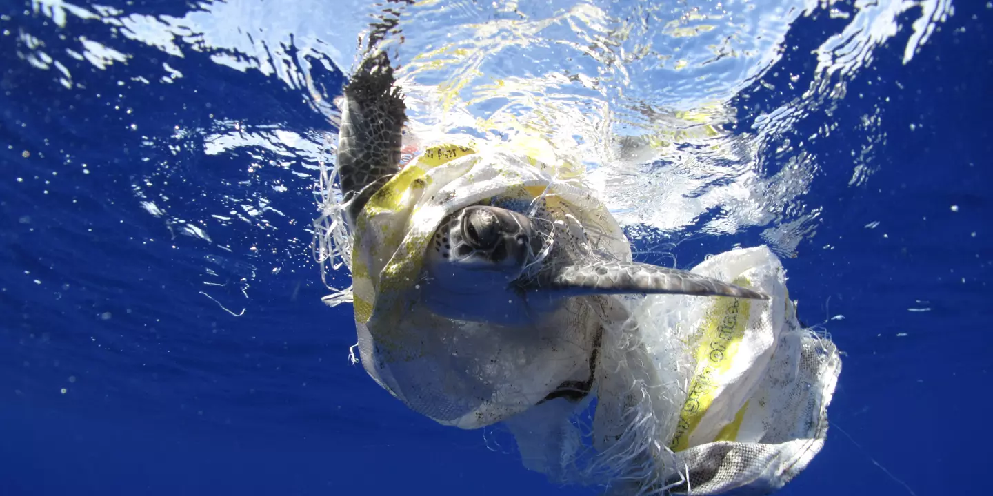Tortue emprisonnée dans des débris plastiques