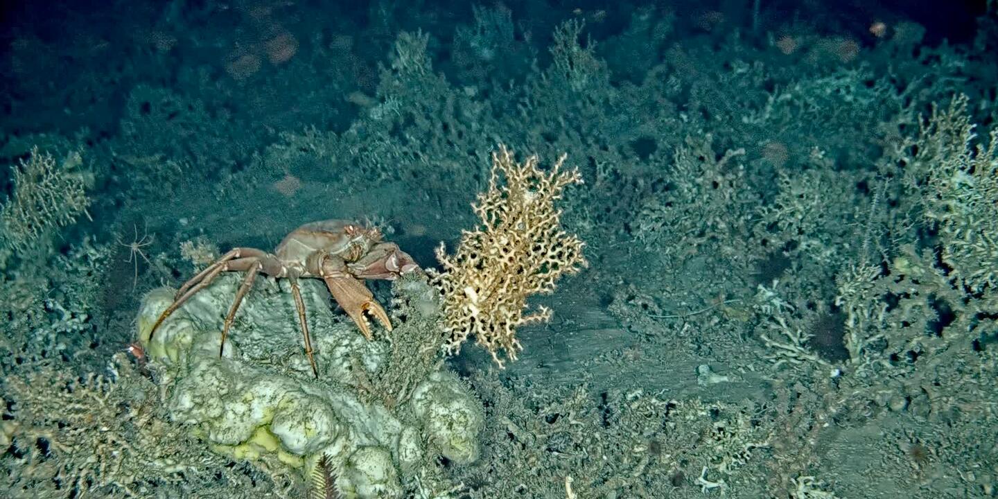 Crabe et coraux d'eau froide