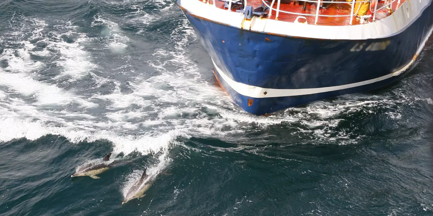Dauphins devant un bateau de pêche