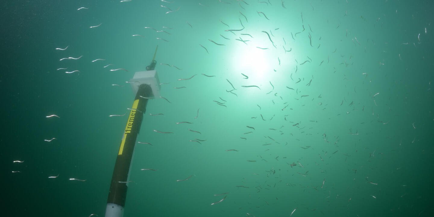 Banc de poissons entourant un flotteur ARVOR