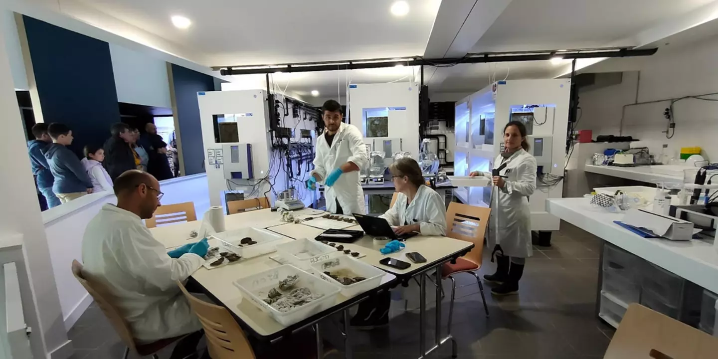 Analyse des huîtres plates en public