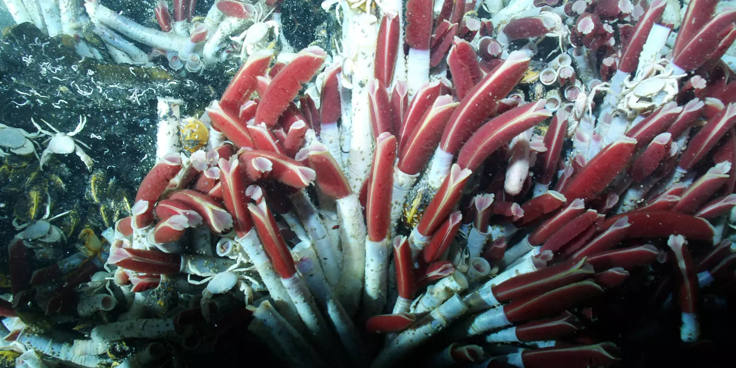 Vers géants Riftia pachyptila emblématiques des sites hydrothermaux profonds photographiés par le Nautile lors d'une plongée sur la dorsale du Pacifique oriental