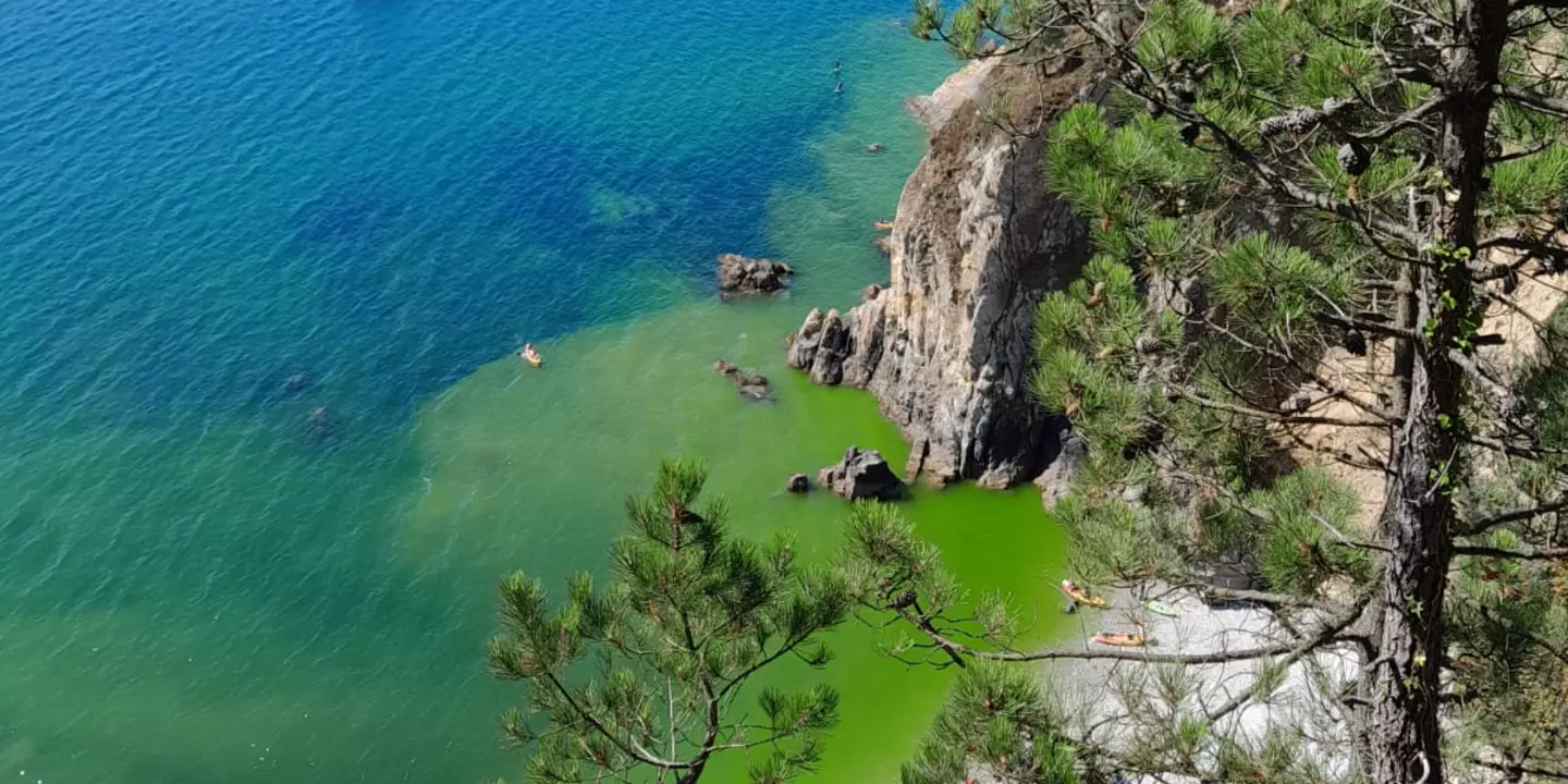 Une efflorescence de phytoplancton sur la côte de la presqu’île de Crozon donne ici à l’eau des teintes vertes.