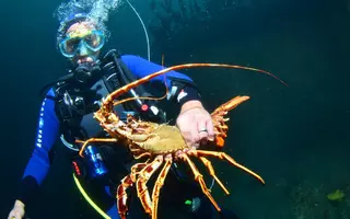 Plongeur du projet Fish Intel tenant une langouste rouge