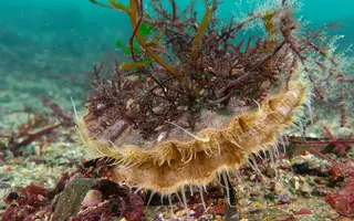 Camouflage par mimétisme d'une coquille Saint-Jacques
