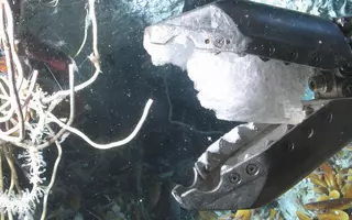 Hydrate de gaz dans la pince du ROV Victor 6000.