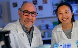 Au laboratoire Microbiologie des Environnements Profonds, Didier Flament et Yang Lu travaillent sur la coloration au bleu de Coomassie de protéines par migration sur un gel SDS-Page
