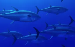 Banc de thons rouges (Thunnus thynnus) en Méditerranée